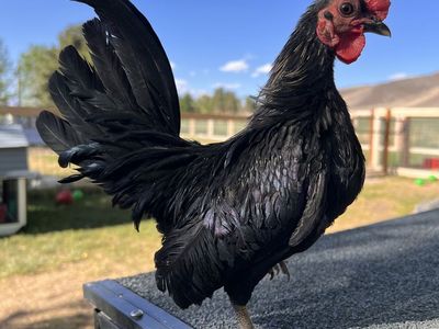 Kikiriki Cockerels