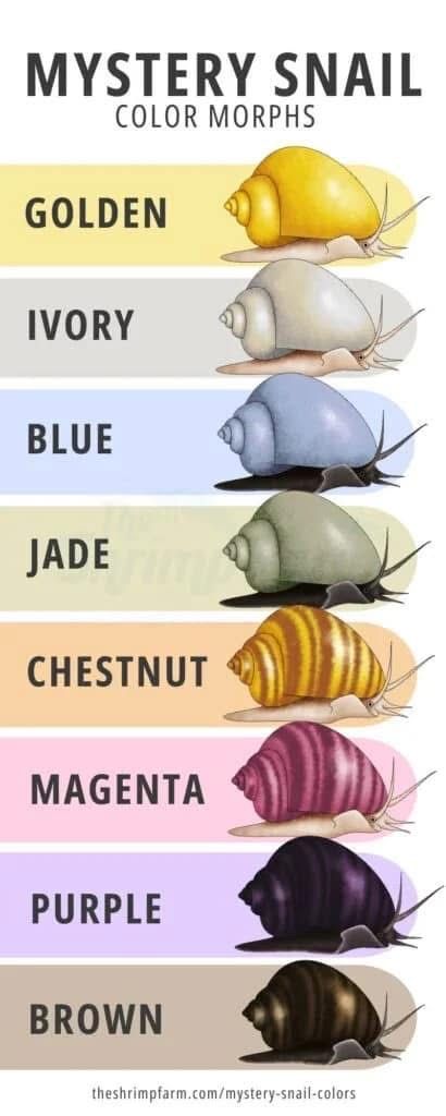 Golden Mystery Snails - Looking for Trade (Purple, Magenta, Ivory)