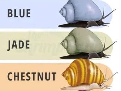 Golden Mystery Snails - Looking for Trade (Purple, Magenta, Ivory)