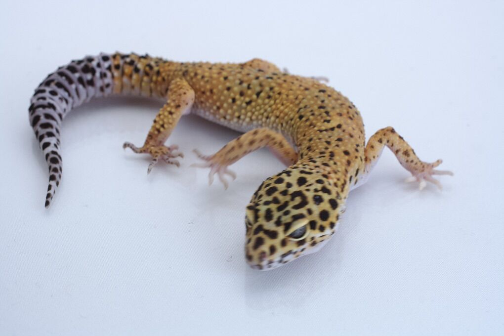 Adult Leopard Gecko