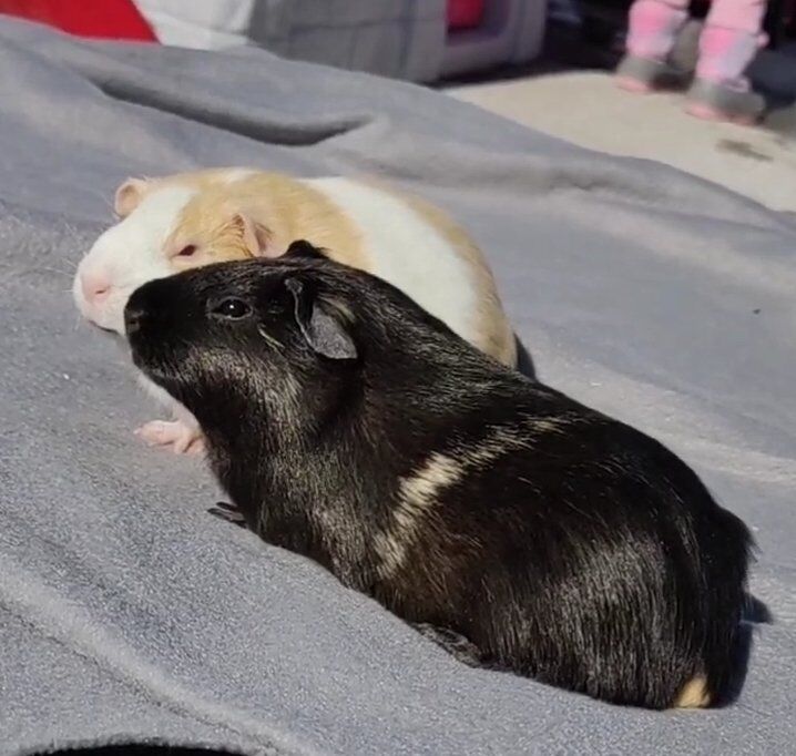 REHOMING GUINEA PIGS - pls help