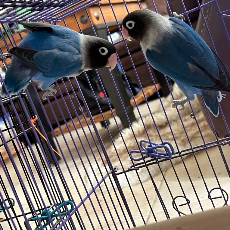 Bonded Pair Black Mask BLUE Lovebirds Love Bird