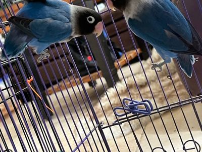 Bonded Pair Black Mask BLUE Lovebirds Love Bird