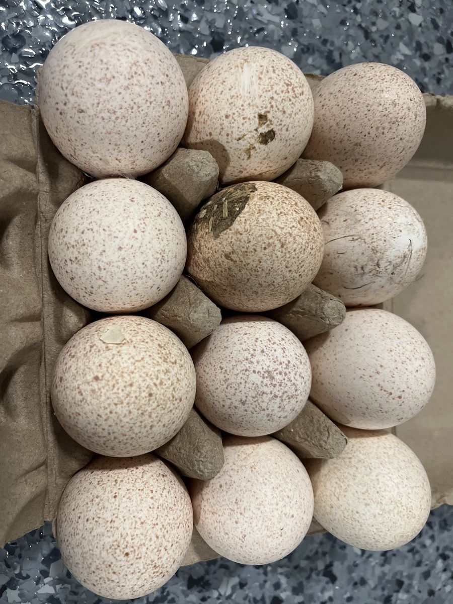 fertile Nargansette turkey eggs