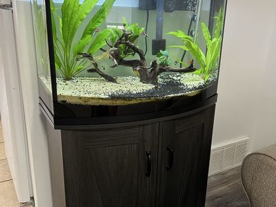 36 gallon tank with stand and fish