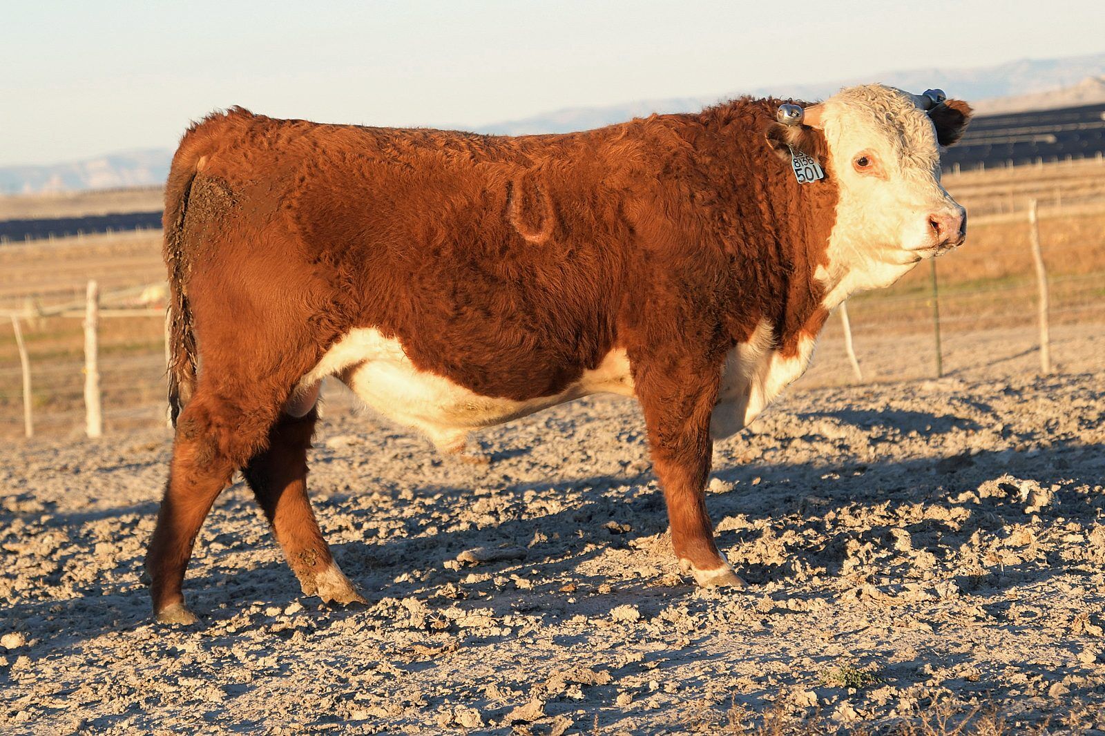 Over 50 Hereford Line One Bulls For Sale at Private Treaty - Johansen Herefords