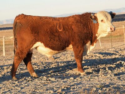 Over 50 Hereford Line One Bulls For Sale at Private Treaty - Johansen Herefords