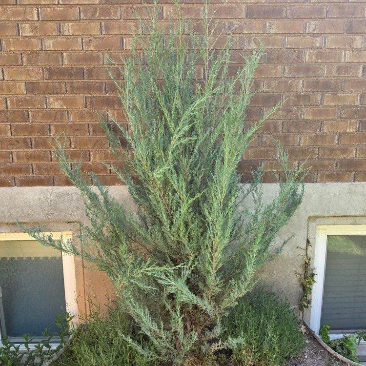 blue arrow junipers