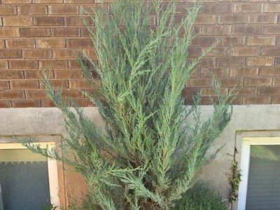 blue arrow junipers