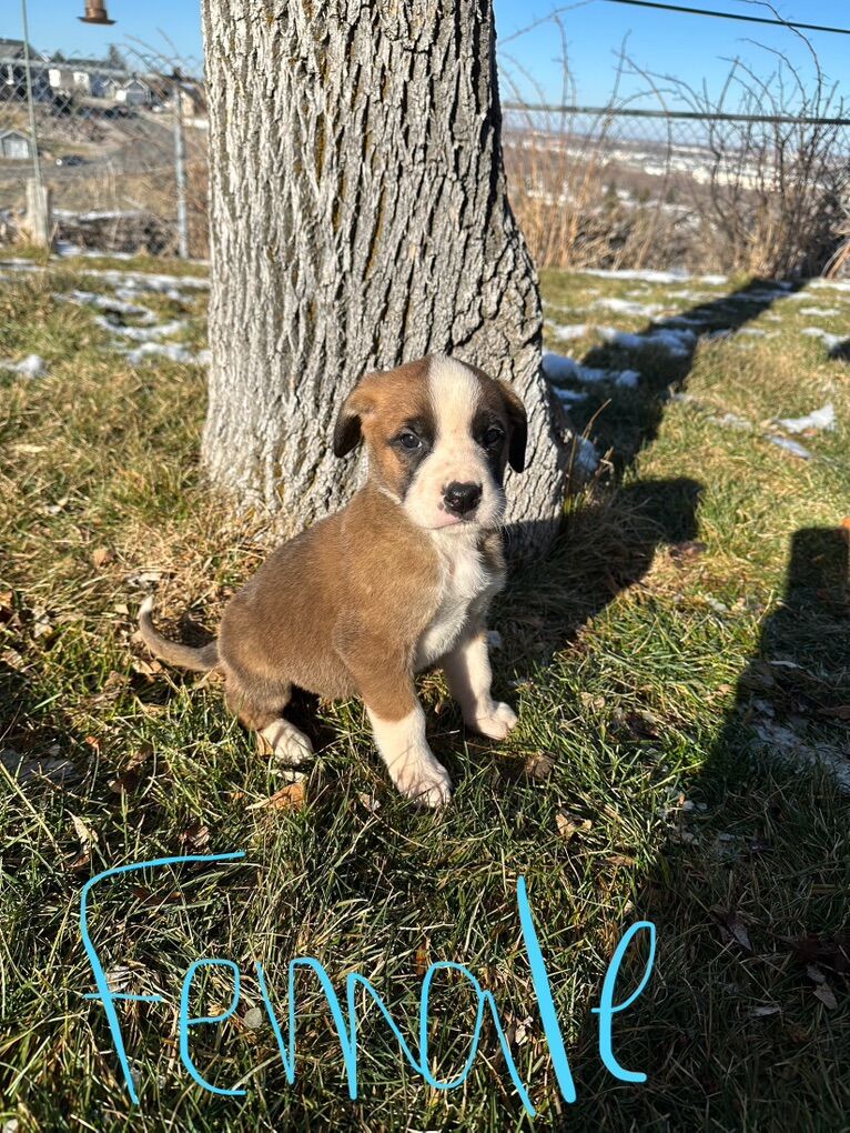 Saint Dane Puppies! Price Reduced