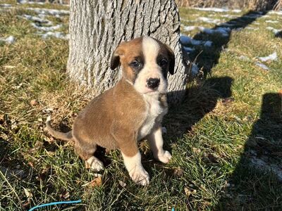 Saint Dane Puppies! Price Reduced