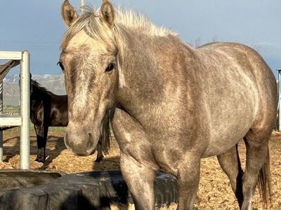 2021 AQHA Mare (Ash) Dry Docs DBadger