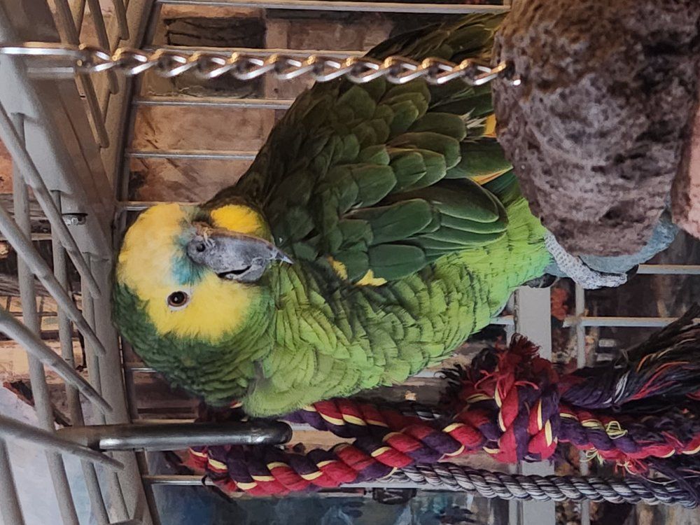 Blue Faced Amazon Parrot