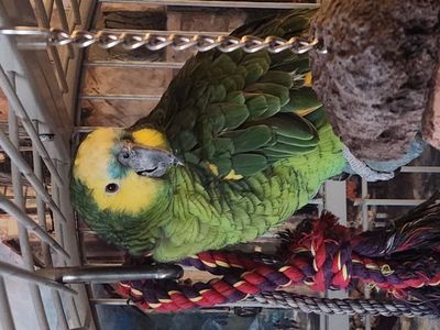 Blue Faced Amazon Parrot