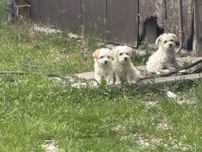 Miniature poodle, chihuahua mix puppies