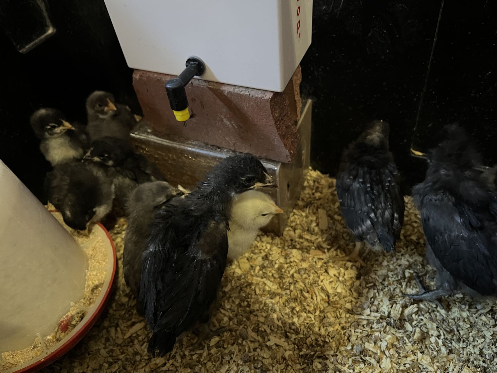 Black Cooper Moran X  Whiting True Blue Chicks