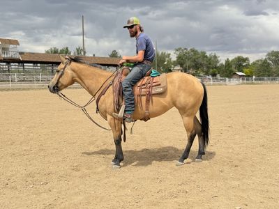 4 year old Mare AQHA