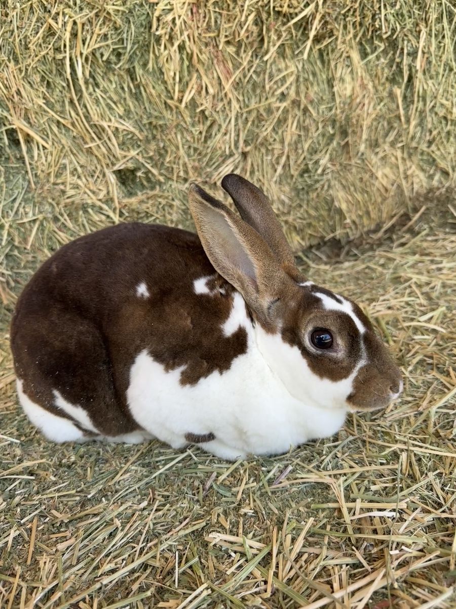 Mini Rex kits coming soon!