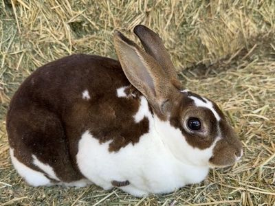 Mini Rex kits coming soon!