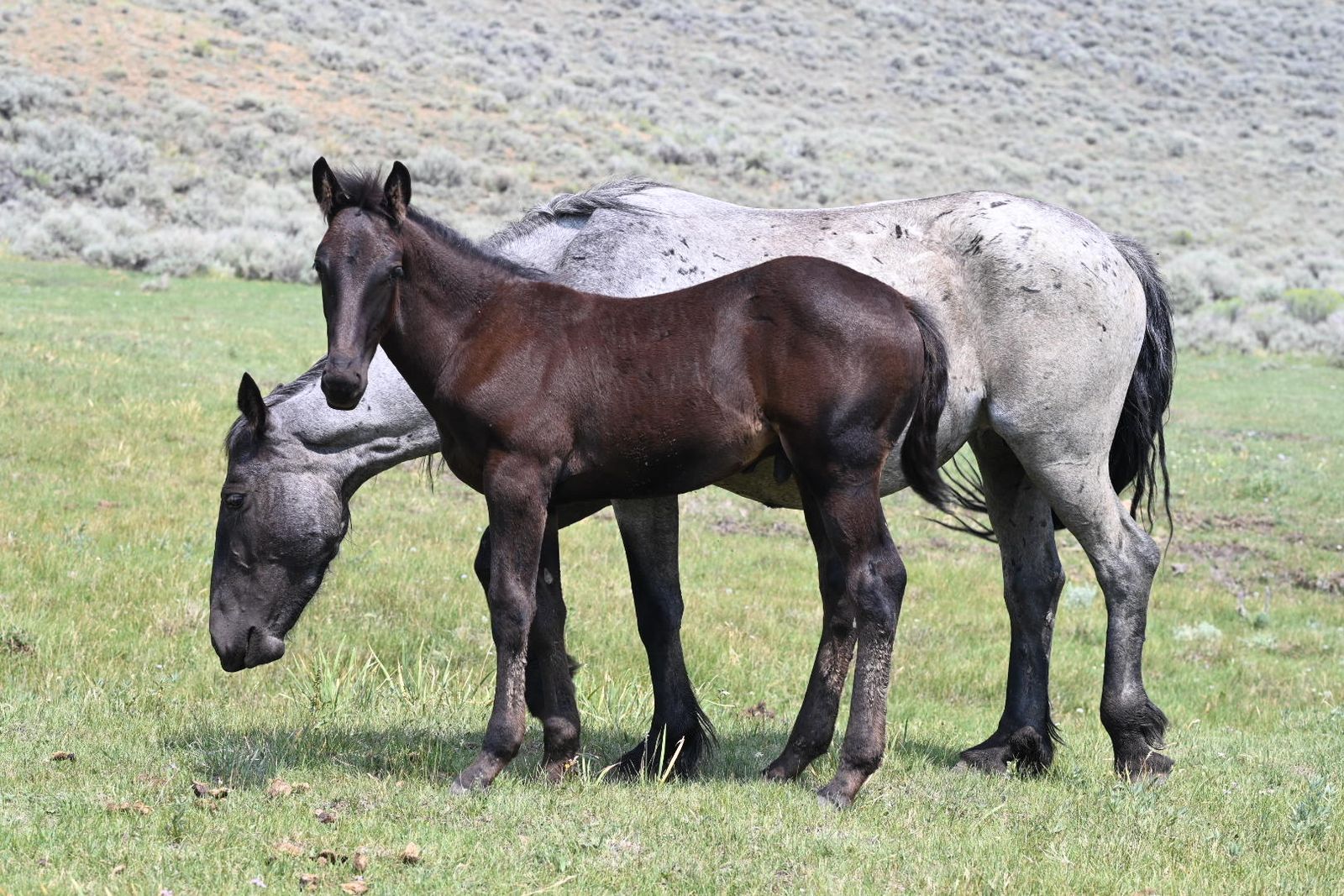 2026 Black Draft Cross Stud Colt