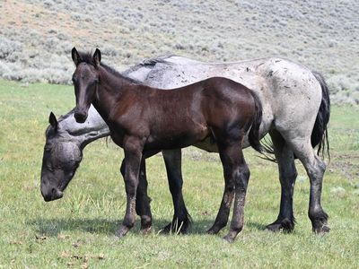 2026 Black Draft Cross Stud Colt