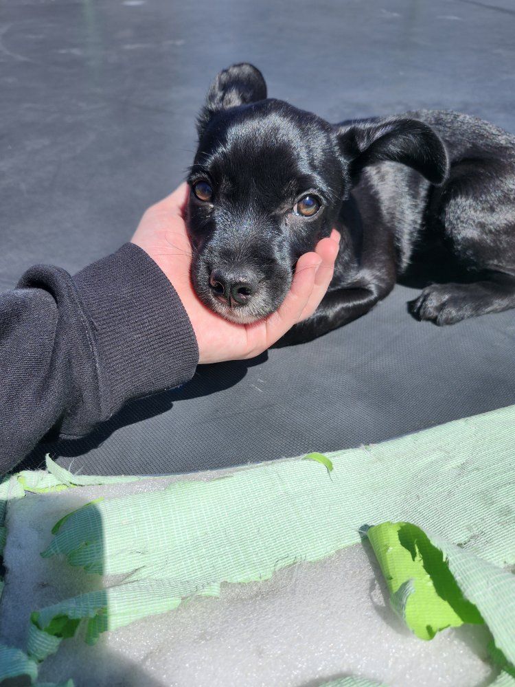 frenchie mix