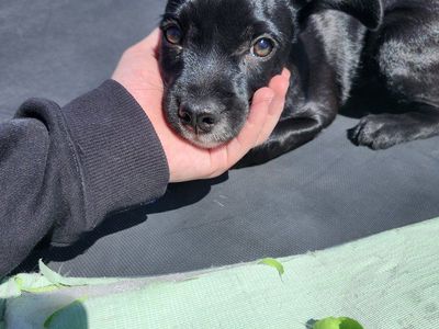 frenchie mix