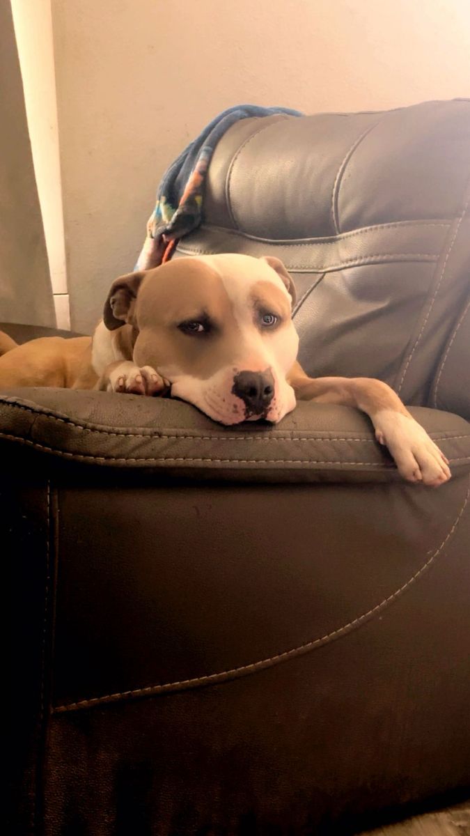 Pit Bull Dog - Looking for a Loving Forever Home