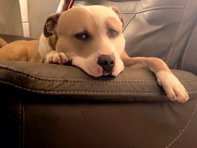 Pit Bull Dog - Looking for a Loving Forever Home
