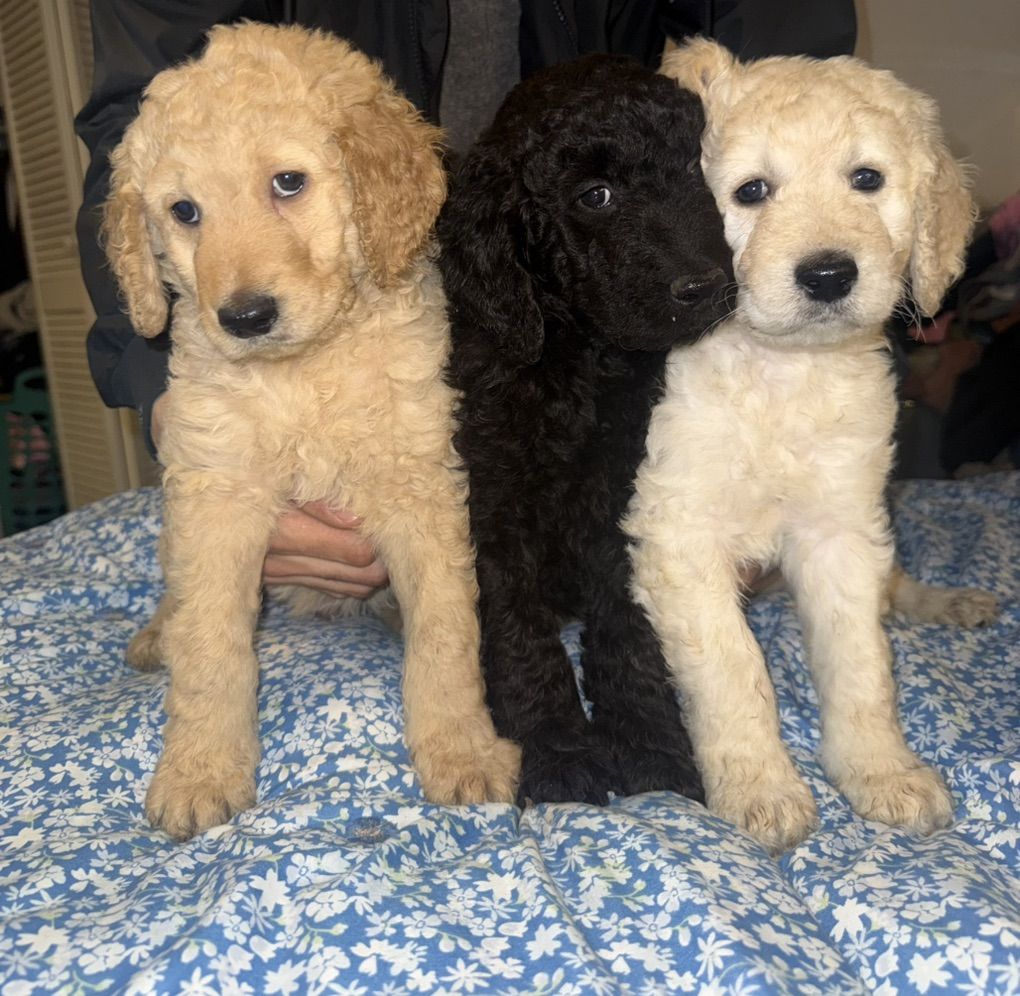 Beautiful Standard Goldendoodle puppies