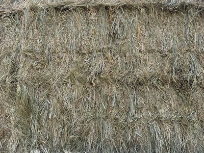 3x3 bales of Foxtail