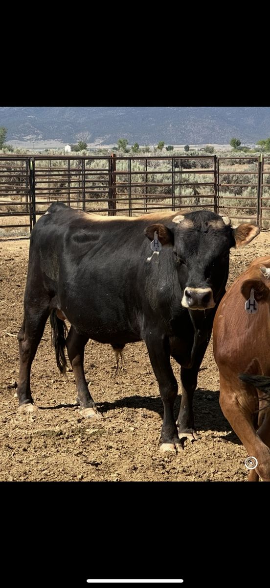 Midsize A2A2 registered Jersey bull - Ready to Breed