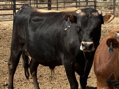 Midsize A2A2 registered Jersey bull - Ready to Breed