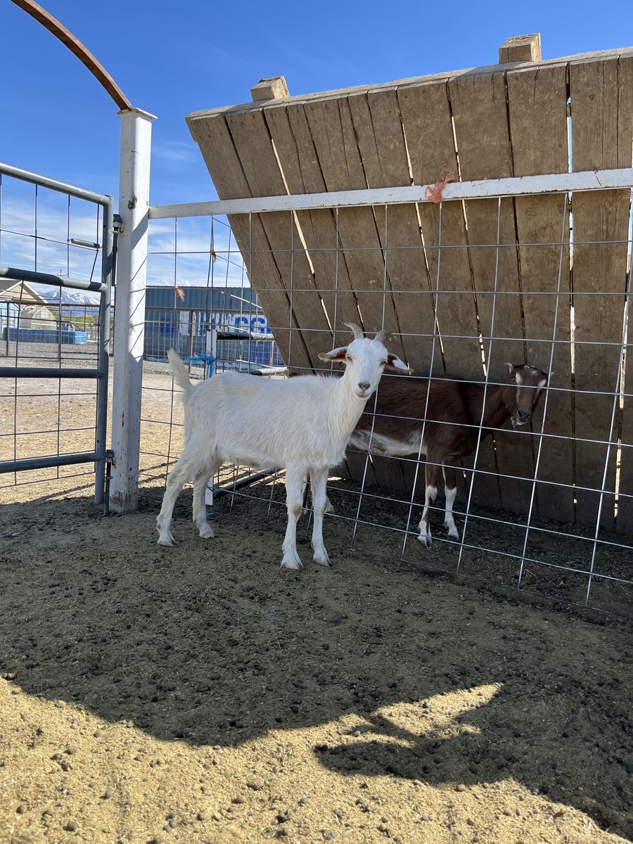 Saanen Goat For Sale