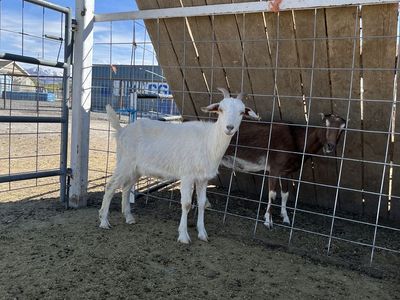 Saanen Goat For Sale