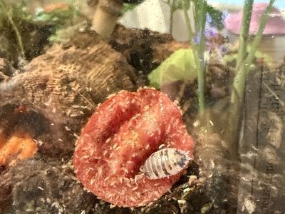 Isopods and springtails