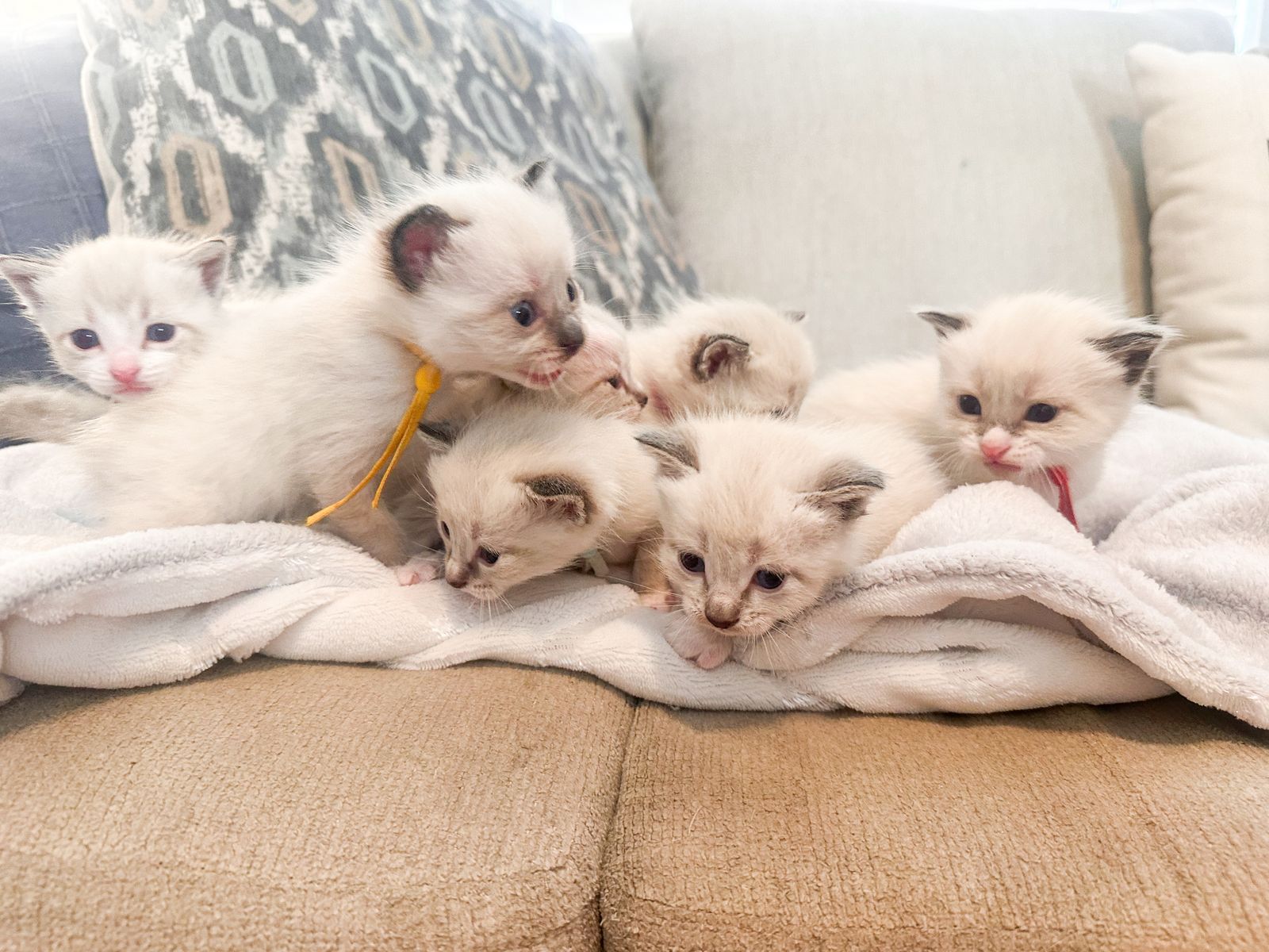 Ragdoll x Siamese Kittens available