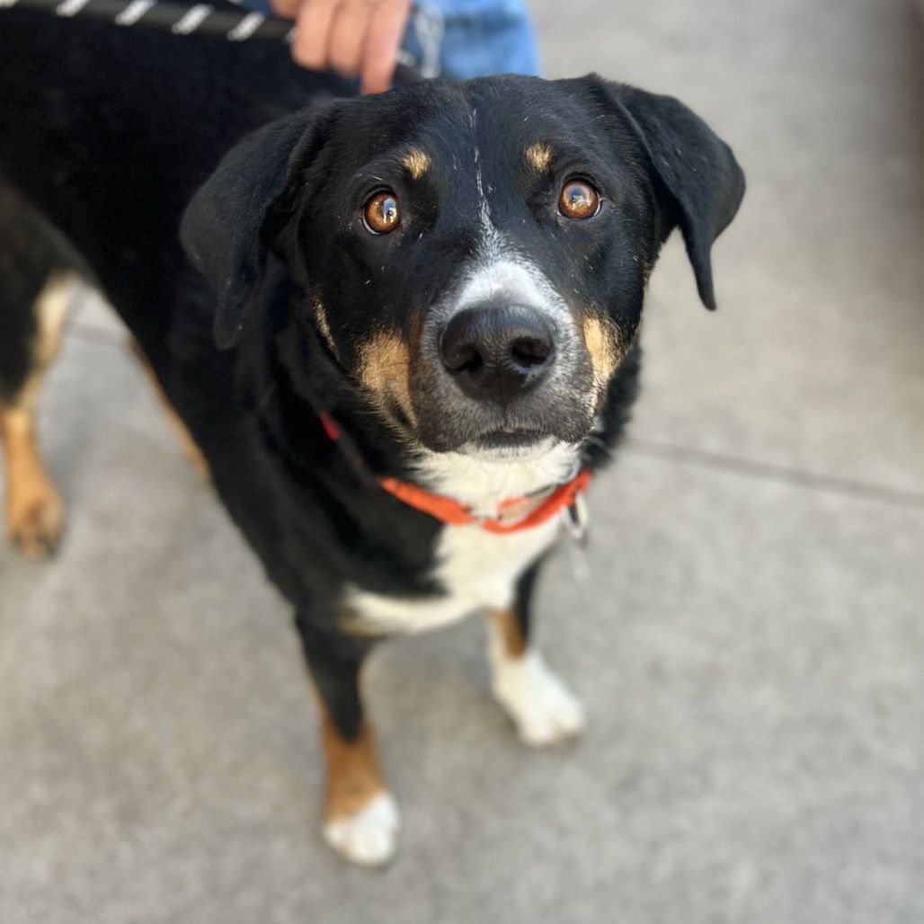 Hello my name is Arnie