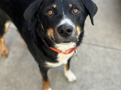 Hello my name is Arnie