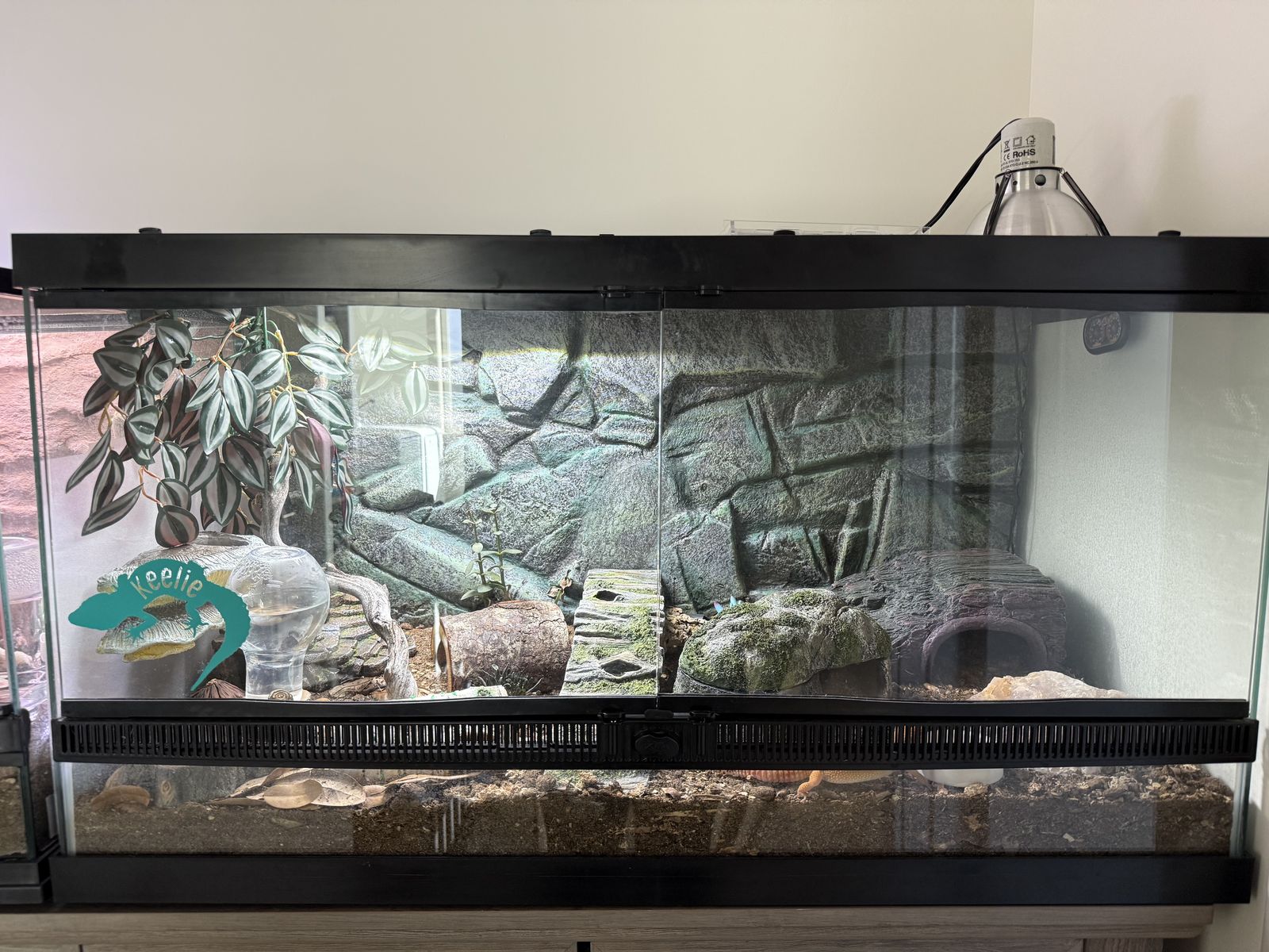Leopard Gecko & Full Enclosure Setup