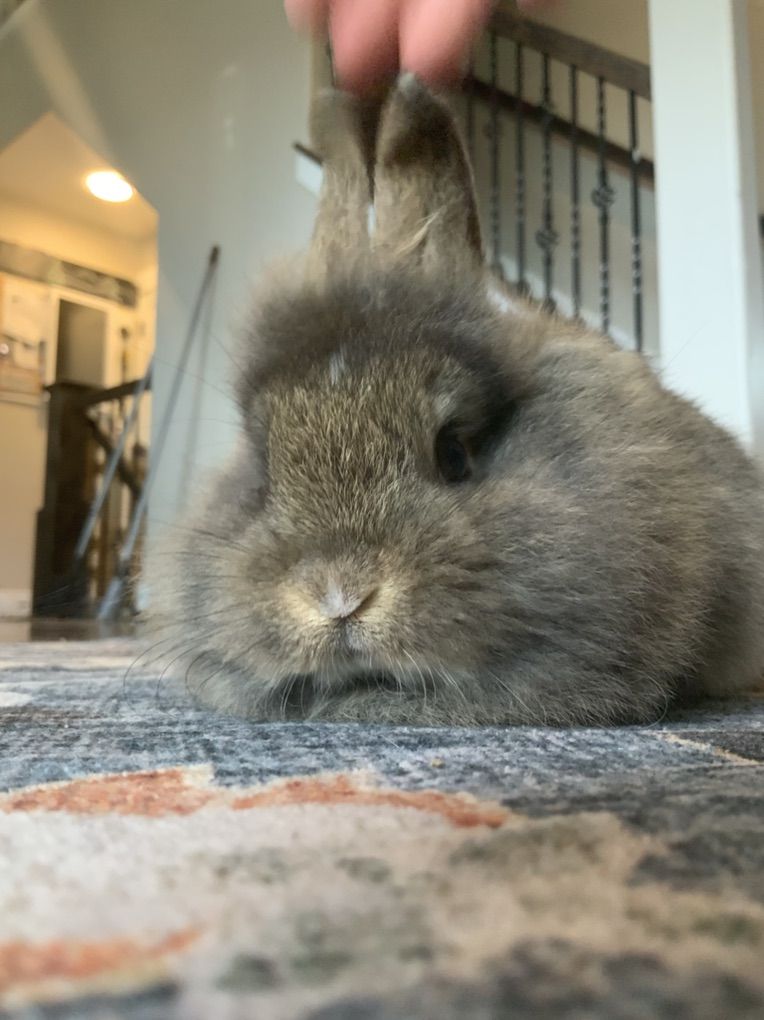Two Mini Rex / Lions Mane Does