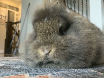 Two Mini Rex / Lions Mane Does