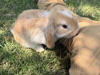 Cute Fluffy pedigree Holland lop Bunny Rabbit