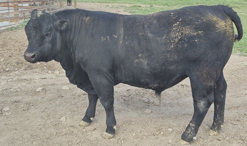 Bull lease
