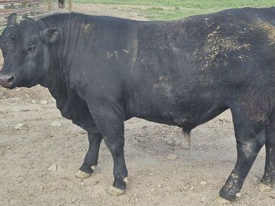 Bull lease