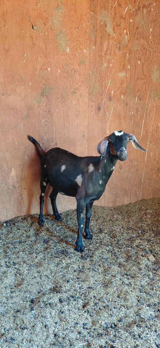 Mini Nubian Doe
