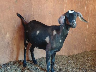 Mini Nubian Doe