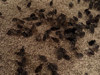 Bobwhite Quail Chick (Preorder)