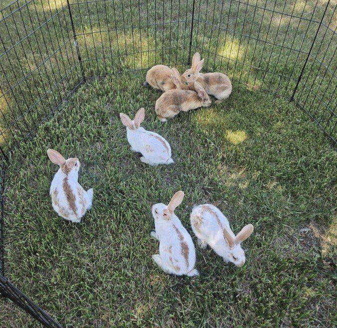 Baby Bunnies