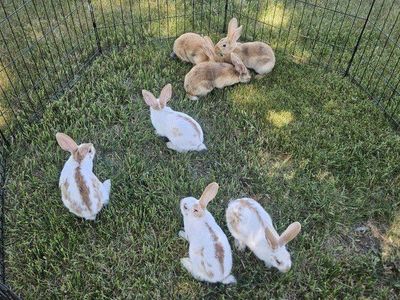 Baby Bunnies